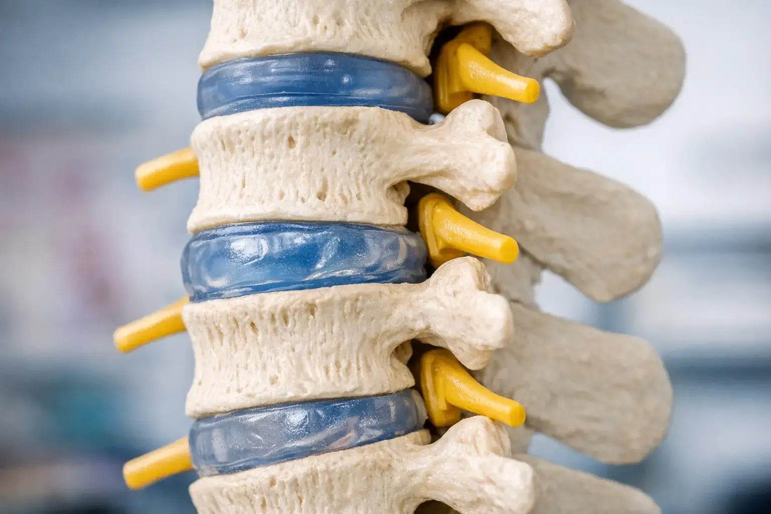 Lumbar spine model close-up showing discs between vertebrae